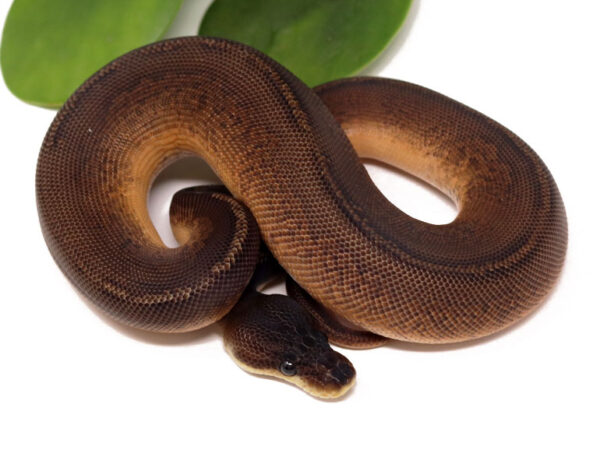 Sunset Cinnamon Poss Het Pied (Male)
