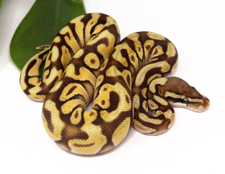 Moochie Spotnose (Male) - Dynasty Reptiles