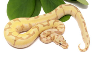 127-10B-Banana-Enchi-Bee_2023_12-21-23-300x190 127-10B-Banana-Enchi-Bee_2023_12-21-23