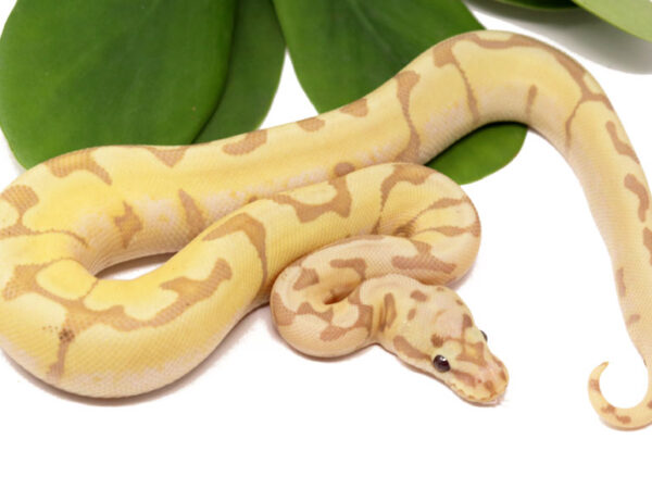 Banana Enchi Bee (Female)