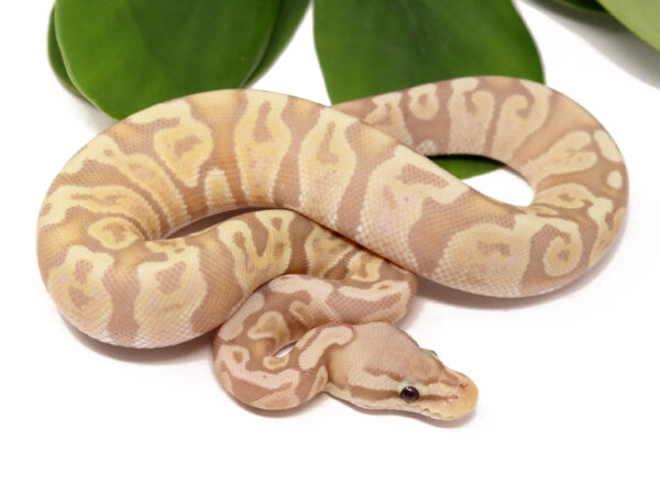 Banana GHI Pastel (Male)