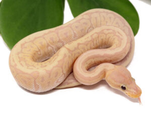 127-14B-Banana-Kingpin-YB_2023_12-21-23-300x230 127-14B-Banana-Kingpin-YB_2023_12-21-23