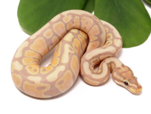 127-16C-Banana-Spotnose_2023_12-21-23-300x226 127-16C-Banana-Spotnose_2023_12-21-23