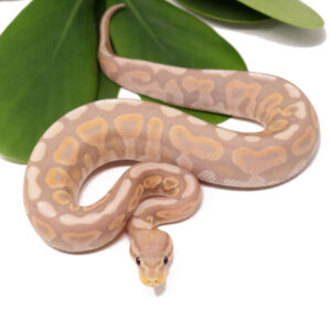 127-17A-Banana-Cinnamon-Spotnose_2023_12-21-23-300x290 127-17A-Banana-Cinnamon-Spotnose_2023_12-21-23