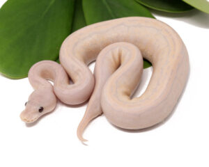 127-5C-Super-Banana-Cinnamon-Pin_2023_12-21-23-300x240 127-5C-Super-Banana-Cinnamon-Pin_2023_12-21-23