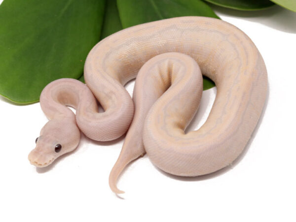 Super Banana Cinnamon Pin (Female)