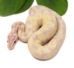 127-9A-Super-Banana-Enchi-Pastel_2023_12-21-23-300x274 127-9A-Super-Banana-Enchi-Pastel_2023_12-21-23