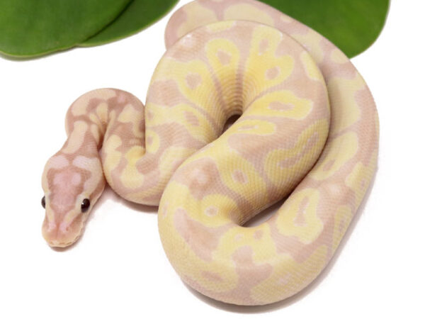 Super Banana Enchi Pastel (Male)