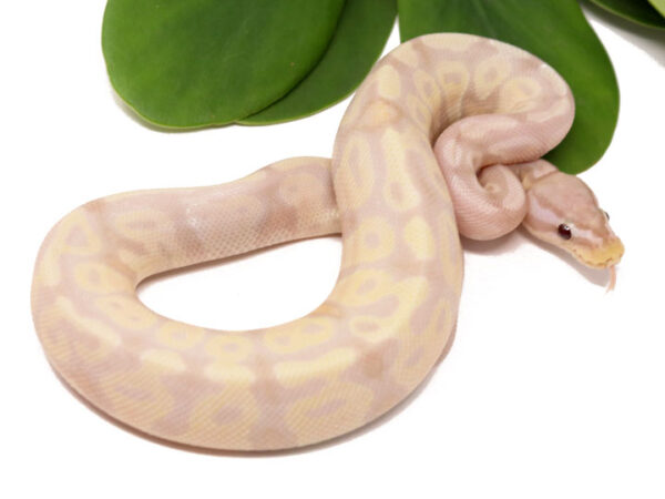 Super Banana Pastel (Male)