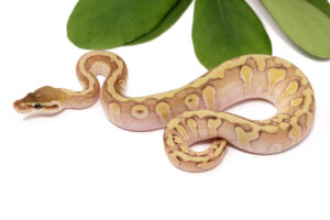 128-10A-HGW-Pastave-Enchi_2023_1-4-24-300x200 128-10A-HGW-Pastave-Enchi_2023_1-4-24