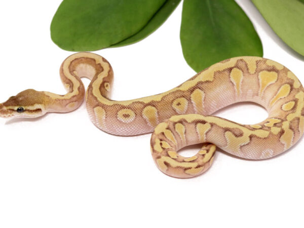 HGW Pastave Enchi (Female)