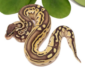 128-10B-Tristripe-Pastel-Butter_2023_1-4-24-300x253 128-10B-Tristripe-Pastel-Butter_2023_1-4-24