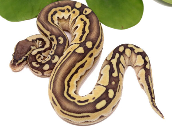 Tristripe Pastel Butter (Male)