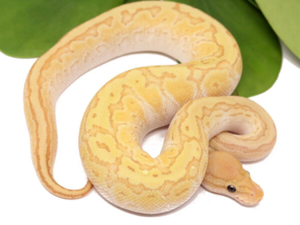 Banana Kingpin (Male)