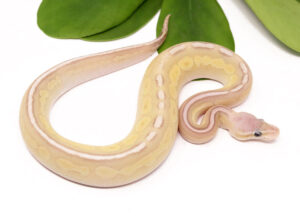 128-7A-Banana-Pewter-Butter_2023_1-4-24-300x216 128-7A-Banana-Pewter-Butter_2023_1-4-24