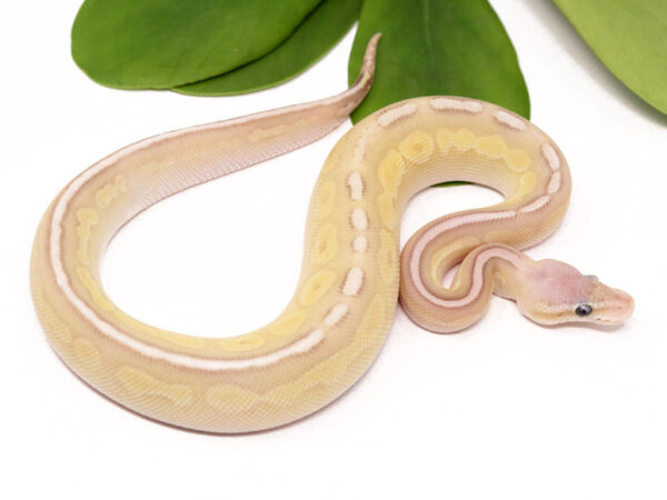 Banana Pewter Butter (Female)