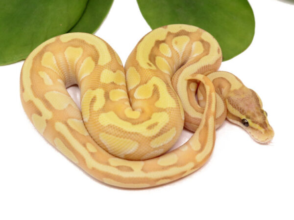 Banana Enchi Butter (Female)