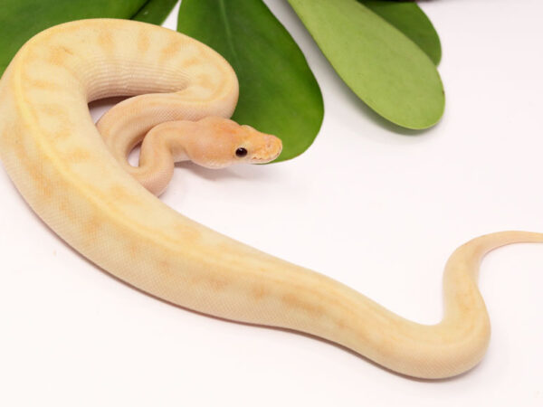 Banana Champin Sentinel (Female)