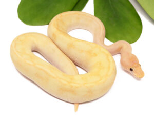 128-8B-Banana-Champin-sentinel_2023_1-4-24-300x240 128-8B-Banana-Champin-sentinel_2023_1-4-24