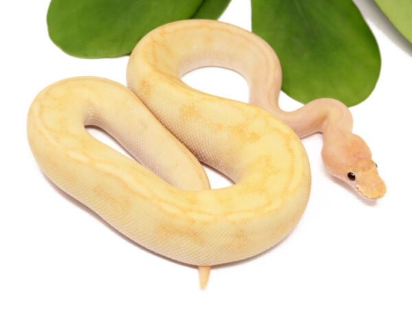 Banana Champin Sentinel (Female)