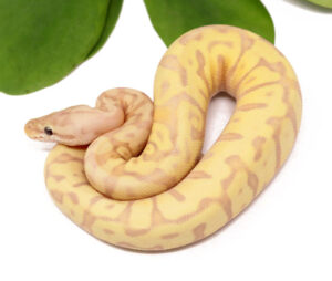 128-9A-Banana-Leopard-HGW-Spotnose-Enchi_2023_1-4-24-300x254 128-9A-Banana-Leopard-HGW-Spotnose-Enchi_2023_1-4-24