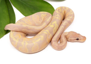 128-9A-Banana-Sentinel_2023_1-4-24-300x213 128-9A-Banana-Sentinel_2023_1-4-24