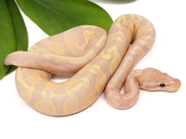Super Banana Sentinel (Male)