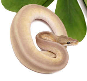 128-9B-Leopard-HGW-Spotnose-Mojave_2023_1-4-24-300x280 128-9B-Leopard-HGW-Spotnose-Mojave_2023_1-4-24