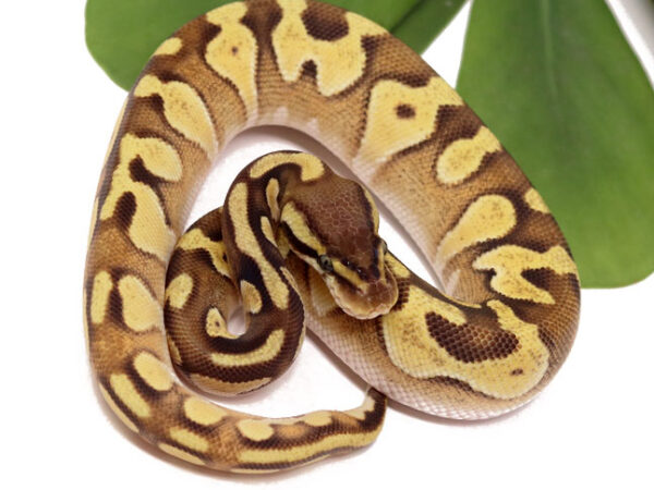 Moochie Pastel (Female)
