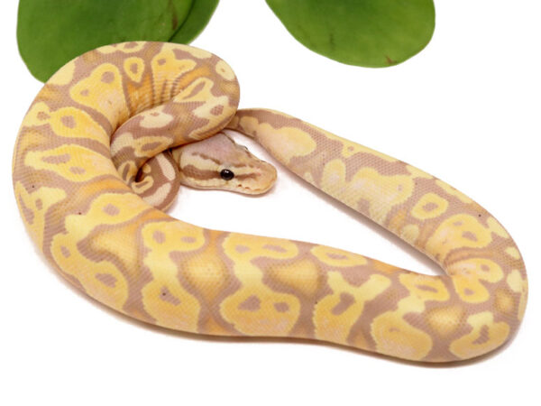 Banana Pastel (Female)