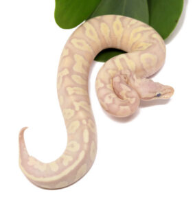 130-13A-Super-Banana-Pastave_2023_1-11-24-284x300 130-13A-Super-Banana-Pastave_2023_1-11-24