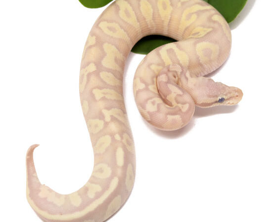 Super Banana Pastave (Male)
