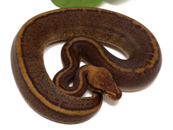 Super Raven Pin (Male)