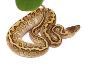 130-3B-Raven-Kingpin_2023_1-11-24-300x232 130-3B-Raven-Kingpin_2023_1-11-24