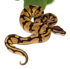 130-6C-OD-Enchi_2023_1-11-24-300x296 130-6C-OD-Enchi_2023_1-11-24