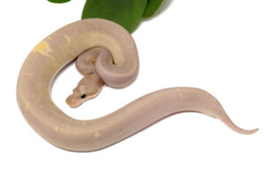 130-7B-Banana-Super-Cinnamon_2023_1-11-24-300x194 130-7B-Banana-Super-Cinnamon_2023_1-11-24