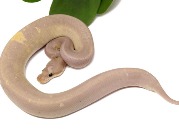 Banana Super Cinnamon (Female)