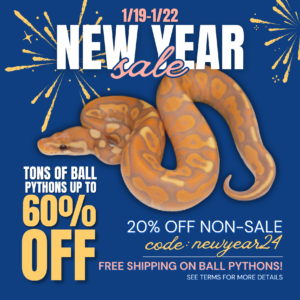New-Year-Sale-24-300x300 New Year Sale 24
