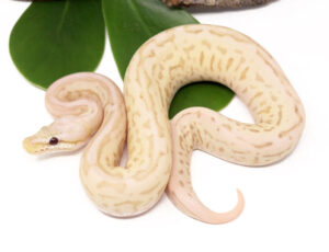 135-5A-Banana-Leopard-Pewter-Bee_2023_1-30-24-300x230 135-5A-Banana-Leopard-Pewter-Bee_2023_1-30-24