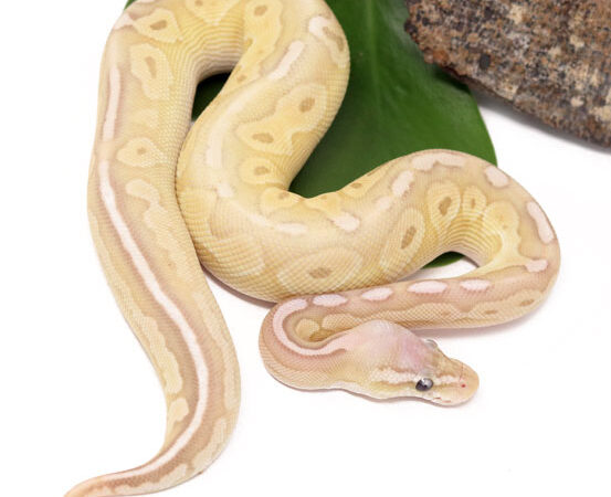 Banana Pewter Butter (Male)