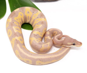 137-10B-Banana-Leopard-Cinnamon-Blackhead_2023_1-30-24-300x250 137-10B-Banana-Leopard-Cinnamon-Blackhead_2023_1-30-24