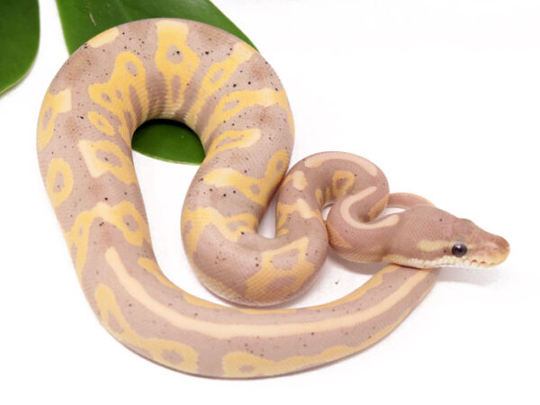 Banana Leopard Cinnamon Blackhead? (Male)