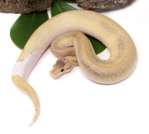 137-12A-Champin-Leopard-Fire_2023_1-30-24-300x269 137-12A-Champin-Leopard-Fire_2023_1-30-24