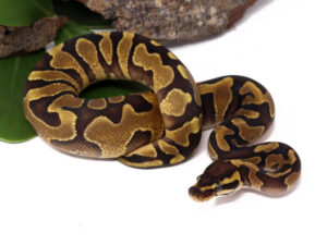 137-12C-Enchi-YB_2023_1-30-24-300x225 137-12C-Enchi-YB_2023_1-30-24