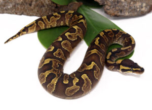 137-13A-GHI-Enchi-YB_2023_1-30-24-300x218 137-13A-GHI-Enchi-YB_2023_1-30-24