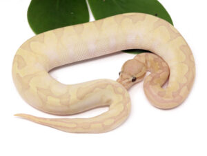 137-14B-Banana-Bamboo-Enchi-YB_2023_1-30-24-300x226 137-14B-Banana-Bamboo-Enchi-YB_2023_1-30-24