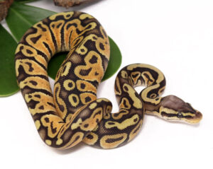 137-14C-Pastel-Ghost-Poss-Het-Tristripe_2023_1-30-24-300x239 137-14C-Pastel-Ghost-Poss-Het-Tristripe_2023_1-30-24