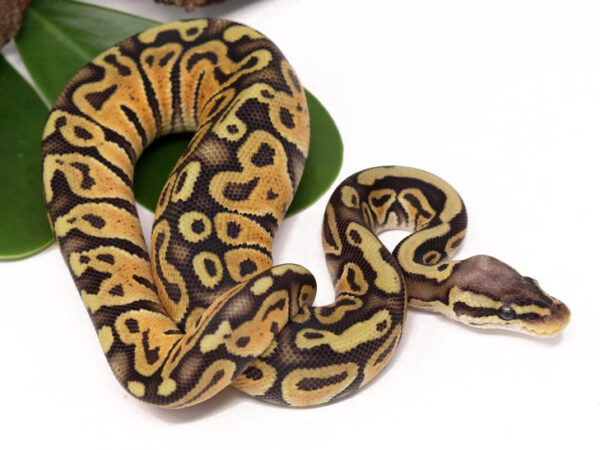 Pastel Ghost Poss Het Tristripe (Female)