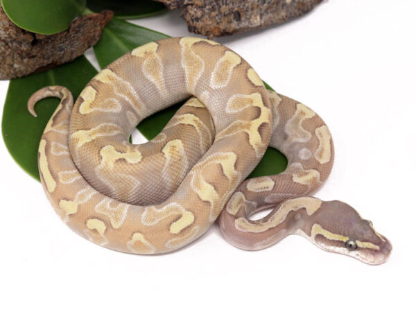 GHI Enchi Butter Ghost (Female)