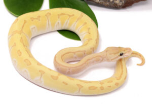 137-7B-Banana-Kingpin-Enchi_2023_1-30-24-300x209 Ball Pythons and Other Reptiles For Sale